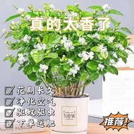 Benih Bunga yang Diimport Pohon Buah enih Anggur Pokok Persik unga Begonia uah AraDelima Threatened Jasmine Potted Relie