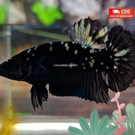 ikan cupang avatar cooper gold betina medium