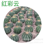 Caiyun Plant Cactus Plant Cactus Plant Cactus Plant Cactus Sand Large Plant Red Desert Potted Plant 