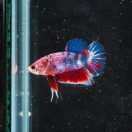 ikan cupang nemo candy full block flamingo hm fccp male betta hmpk
