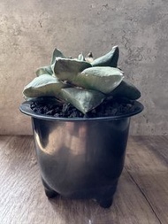 牛舌牡丹 多肉植物 塊根 盆栽 仙人掌