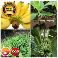 Bibit Pohon Pisang Lampung / Buah Pisang Lampung UNGGUL TERBAIK