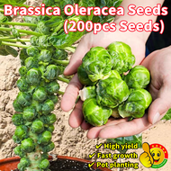 100% Original Delicious Nutritious Mini Brassica Oleracea Seeds ( Fresh 200pcs Seeds) Brussels Sprouts Seeds 孢子甘蓝种子 菜种子 Microgreens Seeds Biji Benih Sayur Sayuran Organic Vegetable Seeds for Planting Vegetables Plant Seeds Bonsai Live Plant Real Plant