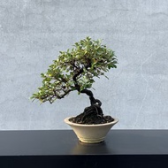 小品盆栽-小葉銀梧 盆景 送禮