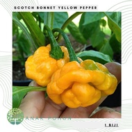 TERBARU Benih Bibit Biji - Cabai Scotch Bonnet Yellow Pepper Seeds