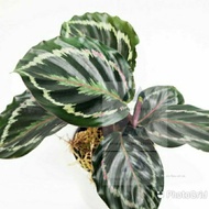 Calathea roseopicta Medallion/ Rose Painted Calathea