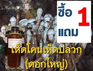 เชื้อเห็ดโคนปลวก เห็ดปลวก ดอกใหญ่ 1 ขวด ขนาด 500 ML. ซื้อ 1  แถม 1