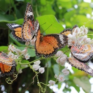 [E-TICKET] Entopia by Penang Butterfly Farm