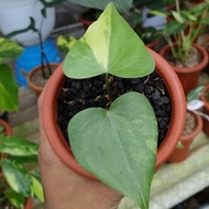 anthurium pterodactyl variegata (rare item?)