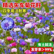 Cornflower Flower Planting Terracotta Cosmos Cosmos Terracotta Courtyard Flower Sea Four Seasons Sow