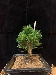 (🇭🇰HK)平民價🈹🈹盆景 Bonsai 多肉 肉錐塊根succulent 景天 藝術品 保證全部實物 絕無p圖  日本千壽丸 小矮霸 特價 $328