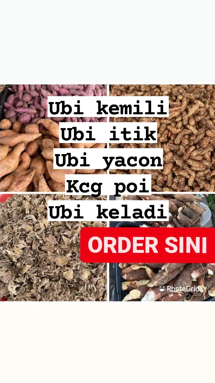 UBI ITIK KEMILI YACON UBI KELADI 1KG / KACANG POI