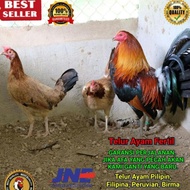 TELUR AYAM PILIPIN PHILIPINA F1 IMPORT FERTIL BUKAN TELUR AYAM BANGKOK