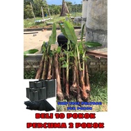 [FREE 2 POKOK] 10 anak pokok pisang berangan/awak/abu/tanduk/lemak manis/nangka