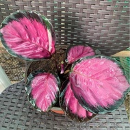 ❃ ✿ ❀ Thai Calathea Crimson Collectors Item