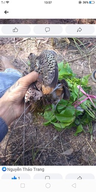 10 cung cút được làm bằng thép ac chống rỉ lưới đã nhuộm đen tàng hình lưới cước thái lan sợi dai và