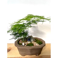 [READY STOCK] Asparagus Fern Bonsai Asparagus Setaceus Dwarf 云竹 Pokok Paku Pakis