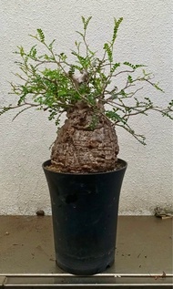 象足漆樹