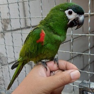 Burung Jinak Hans Macaw