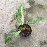 monstera adansonii variegata janda bolong varigata lokal