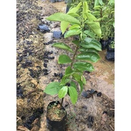 pokok Durian Belanda/ FREE BAJA Annona Muricata/Soursop(Pokok Buah Hidup/Buah-buahan/Real Live Fruit