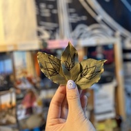 COMBO 7 LEAF SMIL | SIGIL ON THE BAY LEAF