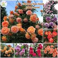 [Fast Germination] 100pcs Mixed Color Climbing Rose Seeds Perennial Flowering Plants Seeds Gardening Flower Seeds