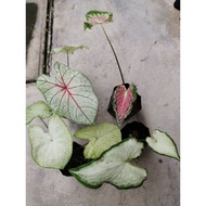 Caladium import / Keladi import / Caladium White Queen / Caladium Moonlight/ Caladium Thai Beauty / Caladium White Wing