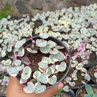 string of heart variegata