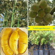4 X ANAK POKOK DURIAN MUSANG KING HYBIRD (WEST MALAYSIA ONLY) Buah Buahan Fruits Live Plant