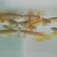 ikan baby arwana golden red HB 10cm up