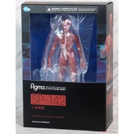 READY STOCK Freeing Figma SP-142 Human Anatomical Model
