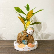 浮光苔夢貓咪星球 灑金變葉木 開運盆栽 新年盆栽 辦公室盆栽