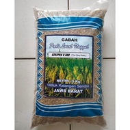 Termurah Benih bibit padi ciputri / ciherang malay panjang kemasan 5kg