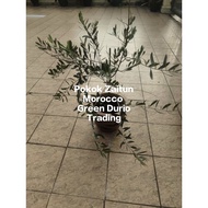 Anak Pokok Zaitun / Zaiton / Olive Tree ~ live plant