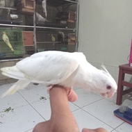 baby falk albino