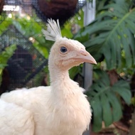 anakan merak putih India Jakarta