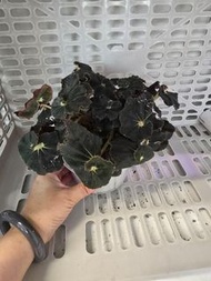 黑騎士秋海棠 Begonia