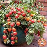 Red Grape Tomato Seeds - Sweer Grapes Tomato Seeds - Cherry Tomato Seeds - Tomato Red Grapes Seed