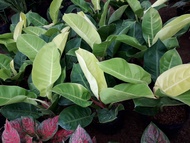 CÂY TRẦU BÀ ĐẾ VƯƠNG VÀNG  [ CÂY PHONG THỦY ] [ F1 ]