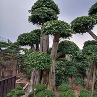 Pohon Bonsai Beringin Dolar