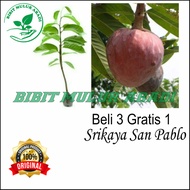 Bibit Tanaman Buah Srikaya San Pablo 60cm