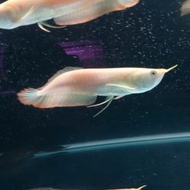 ikan arwana silver albino mata merah
