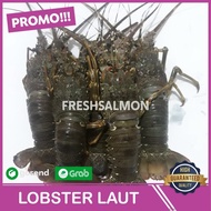 Lobster Laut Fresh 1Kg 250-350 Gram/Lobster Besa(Garansi Uang Kembali)