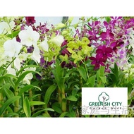 Furniture﹍GNC - Live Plant Dendrobium Orchid Flower Plants Pokok Bunga Orkid Dendro