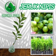 TERJAMIN ASLI!!! BIBIT JERUK NIPIS BIBIT JERUK NIPIS FLORA POHON JERUK