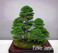 Best-Selling!50 Pieces/Pack juniper bonsai tree potted flowers office bonsai purify the air absorb h