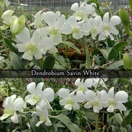 Anggrek Dendrobium Savin White Kondisi Spike - anggrek dendrobium