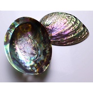 Abalone Shell Natural