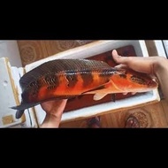 Channa red barito merah merona 8-14 cm predator fish